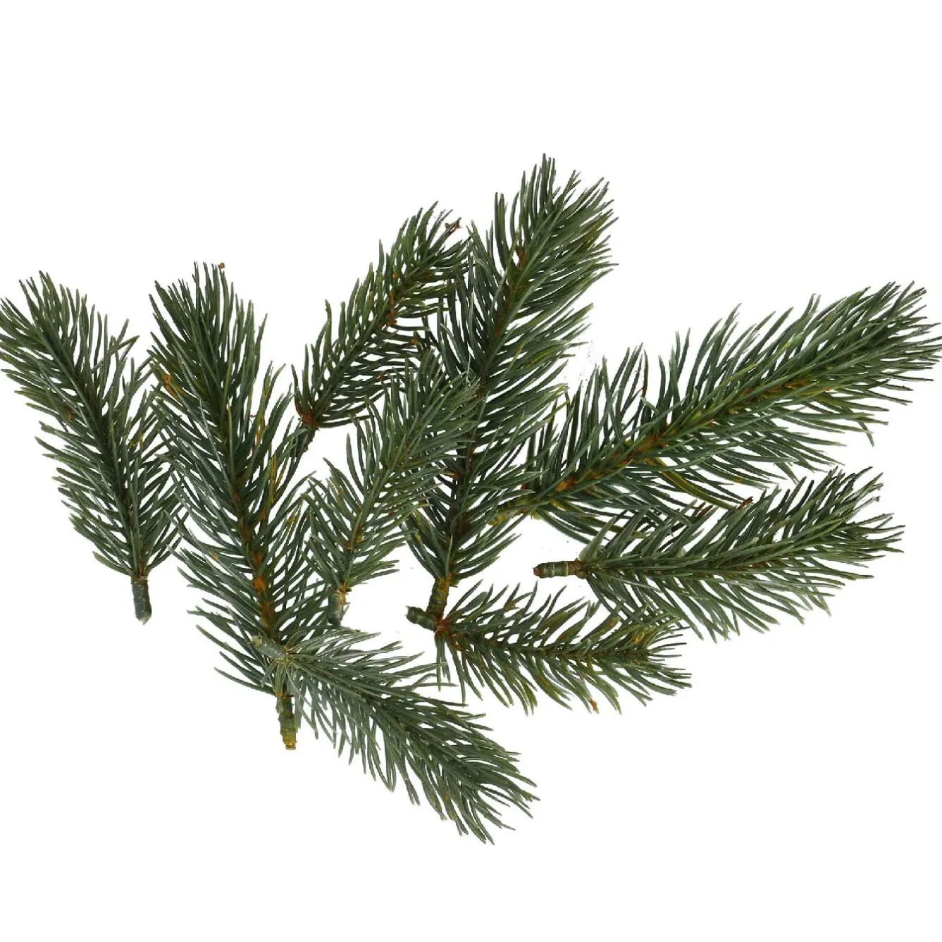 New 9er Set Tannengrün Shop The Geschenk|Shop The Look Xmas
