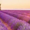 Online Jumboposter Lavender Horizon, Nr. 17 Poster