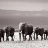 Hot Jumboposter Line Of Elephants, Nr. 27 Poster