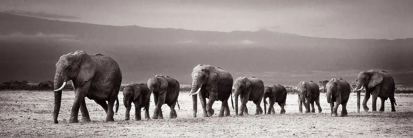 Hot Jumboposter Line Of Elephants, Nr. 27 Poster