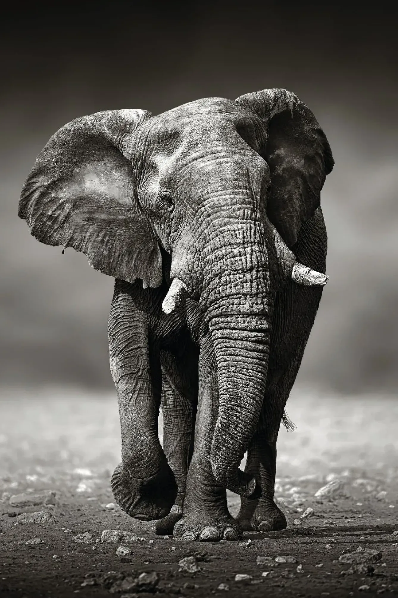 Discount Poster Elephant Walking, Nr. 156 Poster|Weihnachtsgeschenke