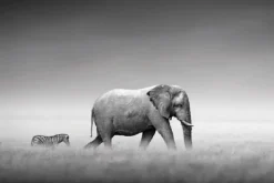 Sale Poster Elephant Zebra, Nr. 233 Poster|Weihnachtsgeschenke