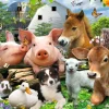 Outlet Poster Farm Animals, Nr. 114 Poster|Weihnachtsgeschenke