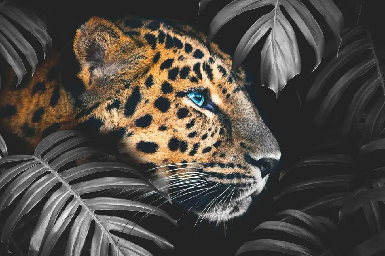 Outlet Poster Leopard Leafs, Nr. 108 Poster|Weihnachtsgeschenke