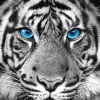 Sale Poster Tiger Blue Eyes, Nr. 48 Poster