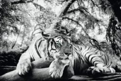 Clearance Poster Tiger Is Watching You, Nr. 137 Poster