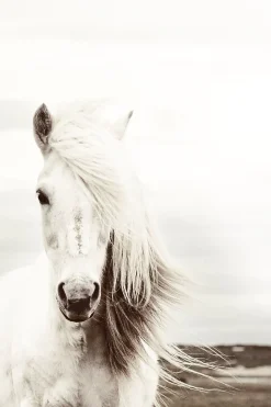 Discount Poster White Horse, Nr. 62 Poster