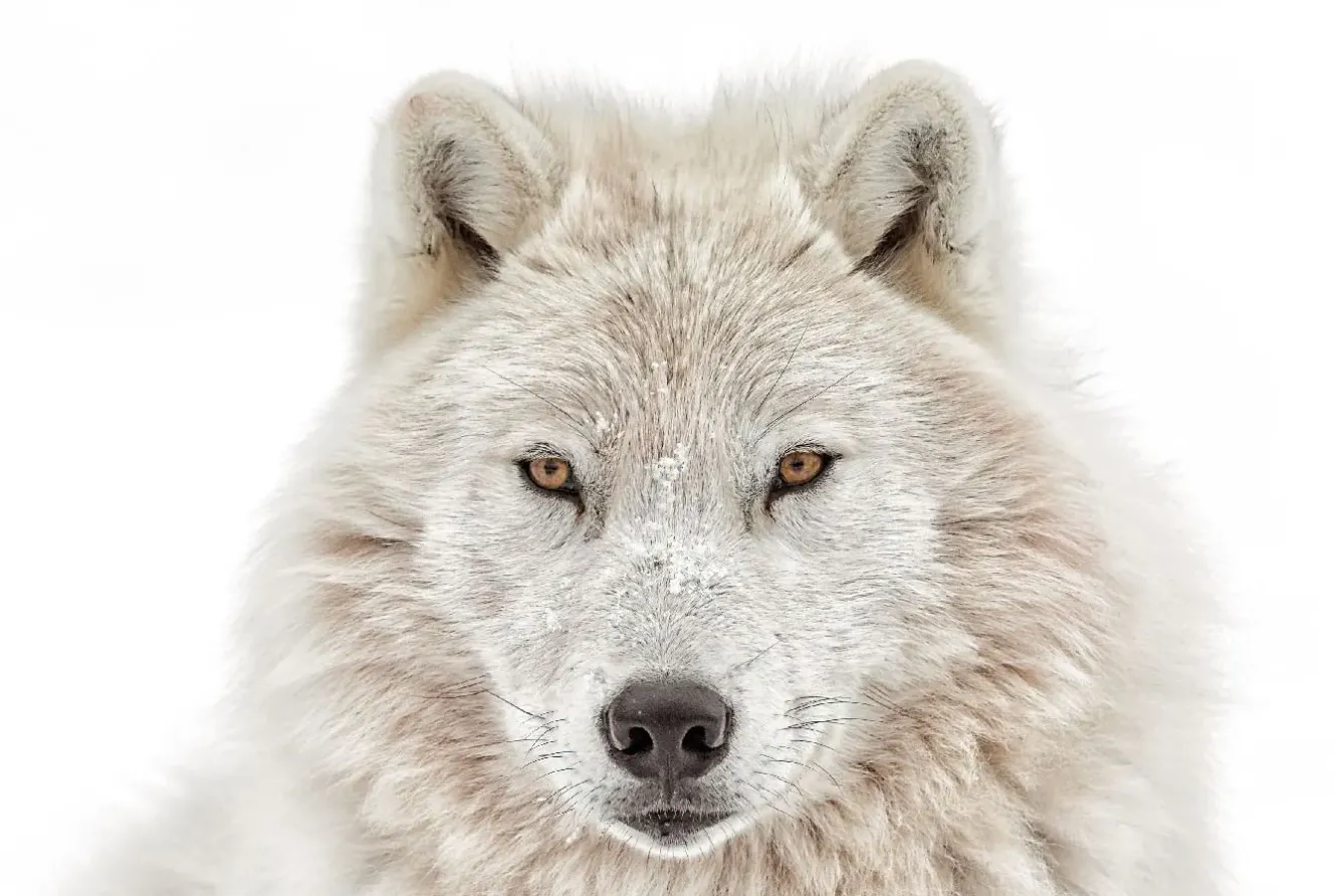 Sale Poster Wolf Head, Nr. 202 Poster|Weihnachtsgeschenke